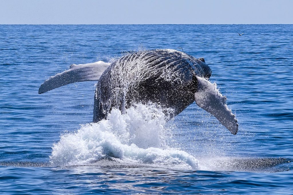 A humpback whale breaching the water surface in the Bay of Fundy, near Saint John, New Brunswick.