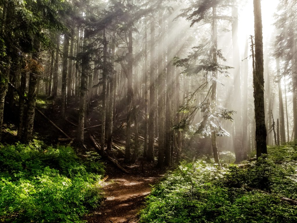 Sun-dappled lush green forest in New Brunswick with tall, verdant trees and a carpet of vibrant foliage under a serene blue sky.