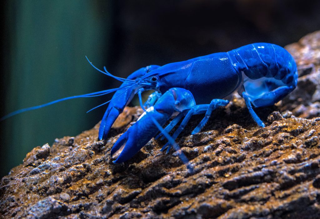 Rare blue lobster for a lobster roll