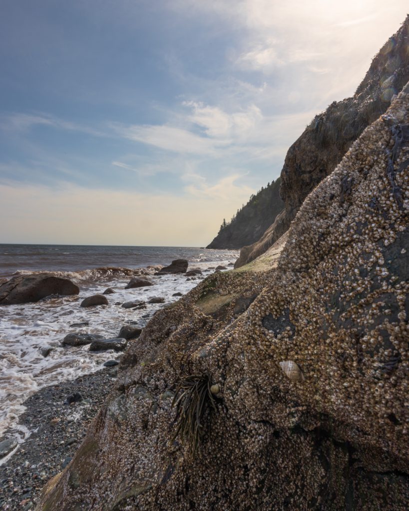 Rocky coastline of Fundy National Park at low tide, showcasing the iconic geological formations of New Brunswick.