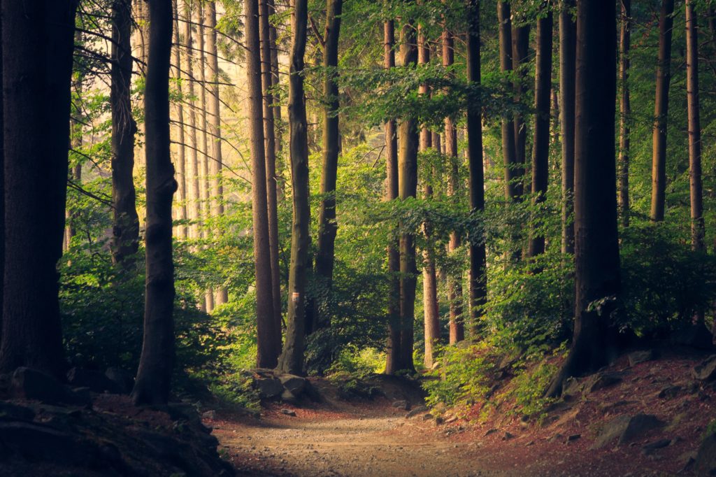 The lush Acadian Forest, a green jewel in New Brunswick's Tourism NB attractions.