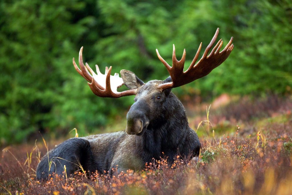 A majestic moose spotted during a Tourism NB wildlife tour in New Brunswick.