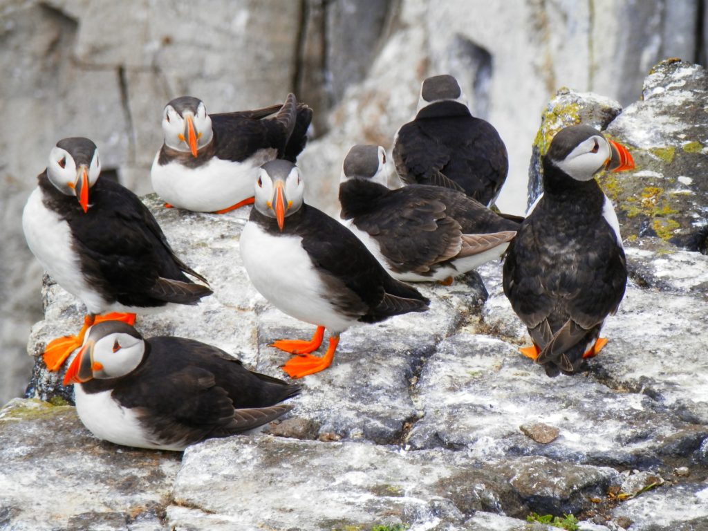 Puffins in their natural habitat, highlighting the avian diversity 