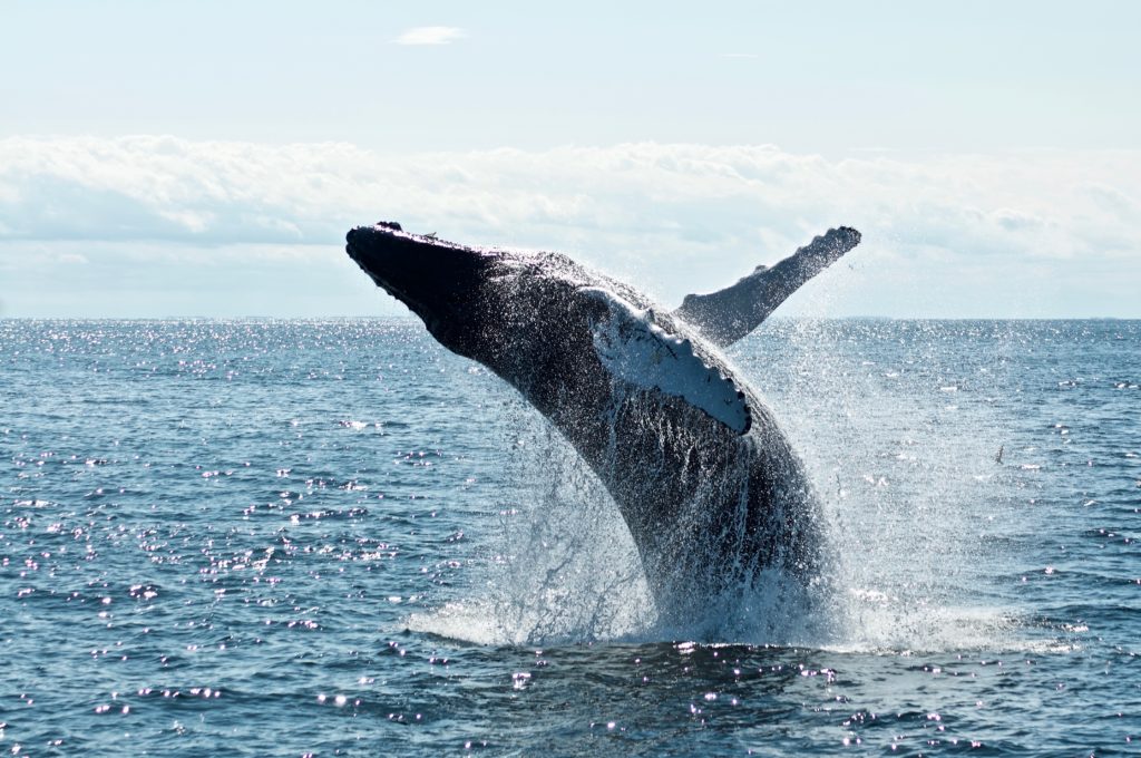 A large hump back whale breaching the water in the Bay of Fundy