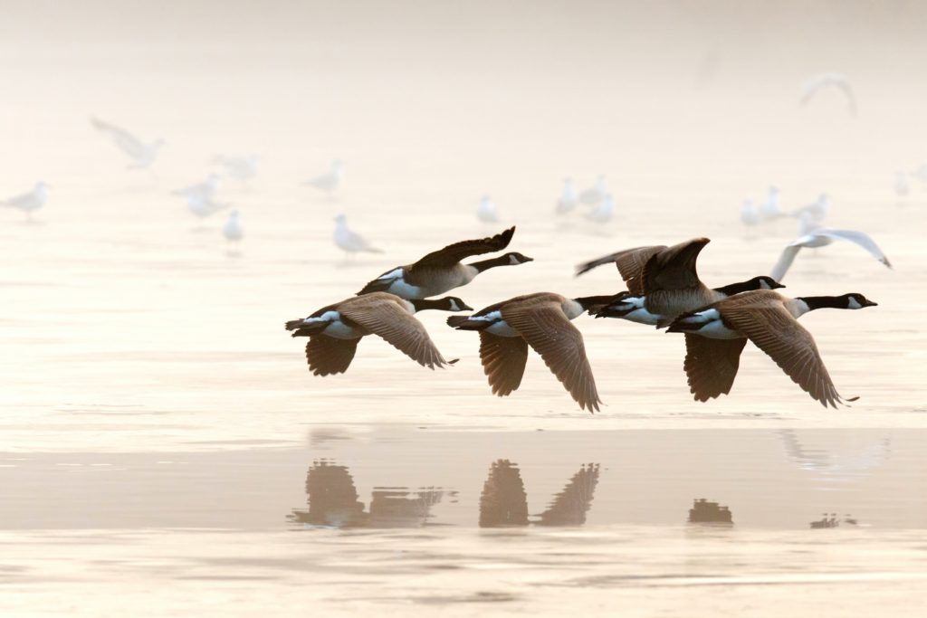 A majestic flock of Canada geese flying in formation over a tranquil lake.