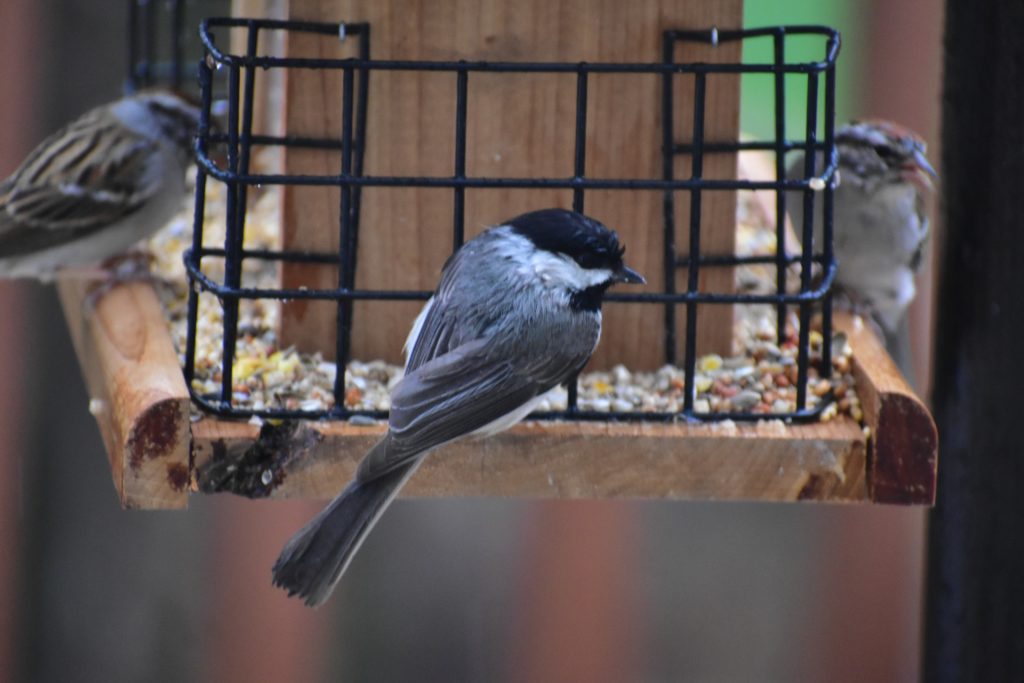 Enthralling scene from Bird Watching New Brunswick: Multiple bird species feasting at a backyard feeder.