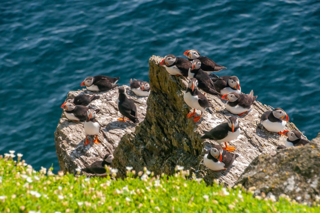 Bird watching a group of vibrant puffins perched on rugged rocks at Grand Manan, New Brunswick.