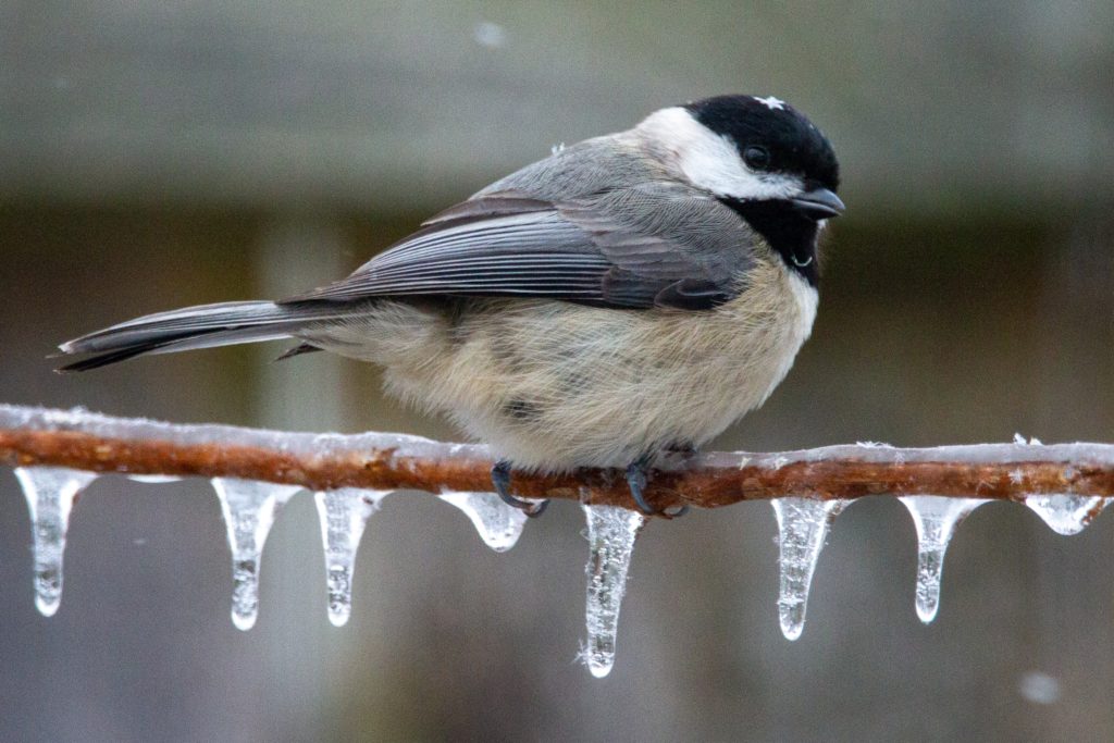 A Black-capped Chickadee perched on a frost-covered branch in the wintertime.