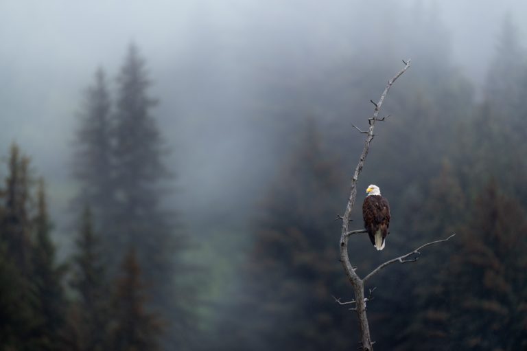 A majestic eagle resting on a branch in a lush New Brunswick forest.